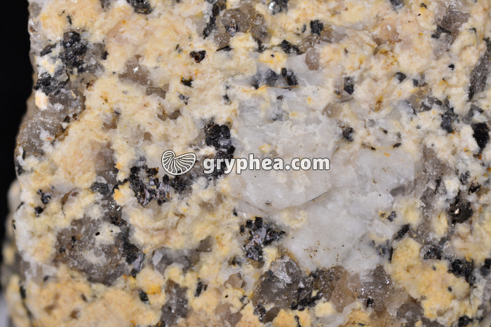 Granite altéré (vue macroscopique) x1 - gryphea.org